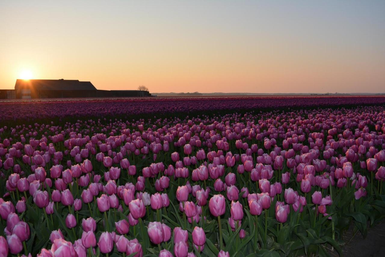 Breezand Camping De Tulpenweide Lege Kampeerplaats, Lege Plaats Op Het Gras Zonder Bed מראה חיצוני תמונה